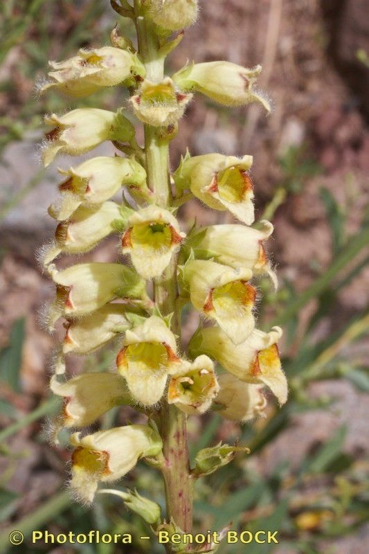 Digitalis transiens other