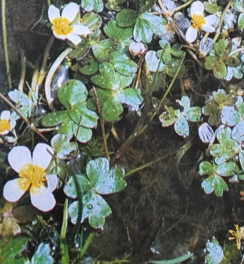 Ranunculus saniculifolius — houseplant care guide