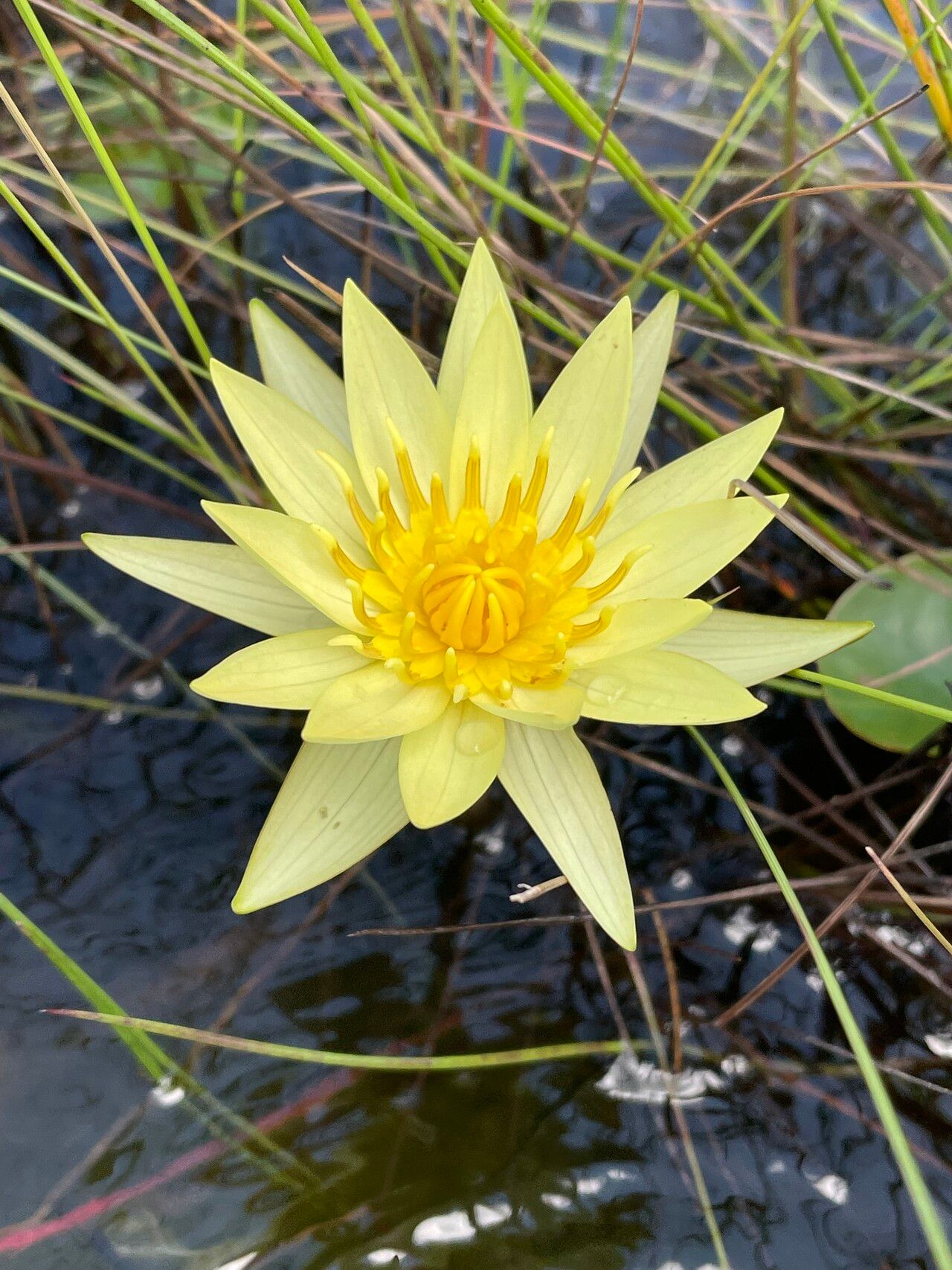 Nymphaea sulphurea flower