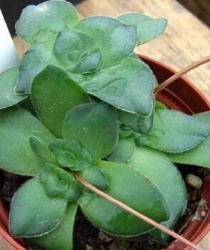 Crassula montana — houseplant care guide