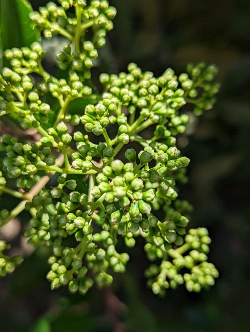 Heteromeles arbutifolia flower