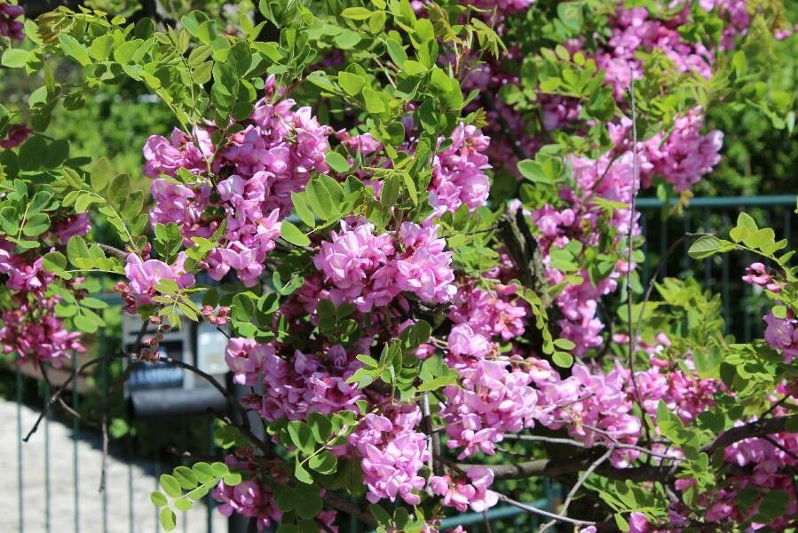 Robinia neomexicana flower