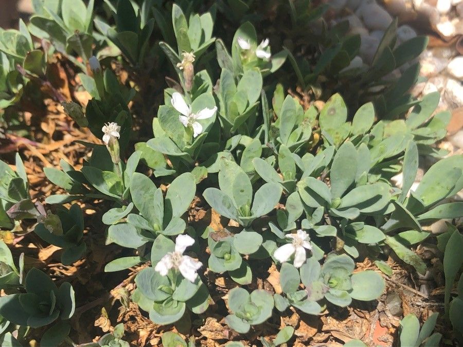 Silene glaucifolia leaf