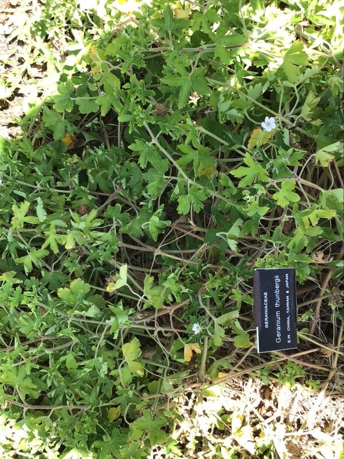 Geranium thunbergii leaf