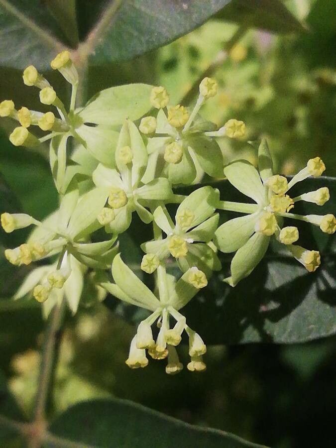 Bupleurum rotundifolium flower
