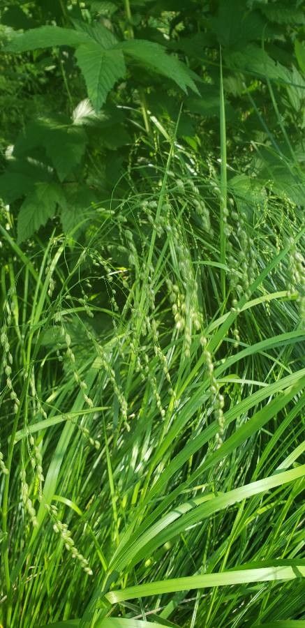 Glyceria canadensis flower