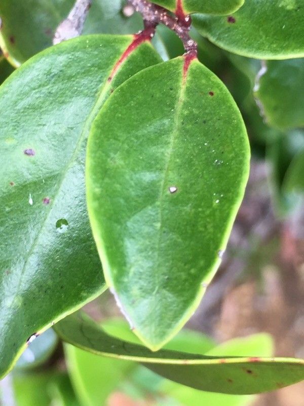 Xylosma pininsularis — search result for 'Xylosma'