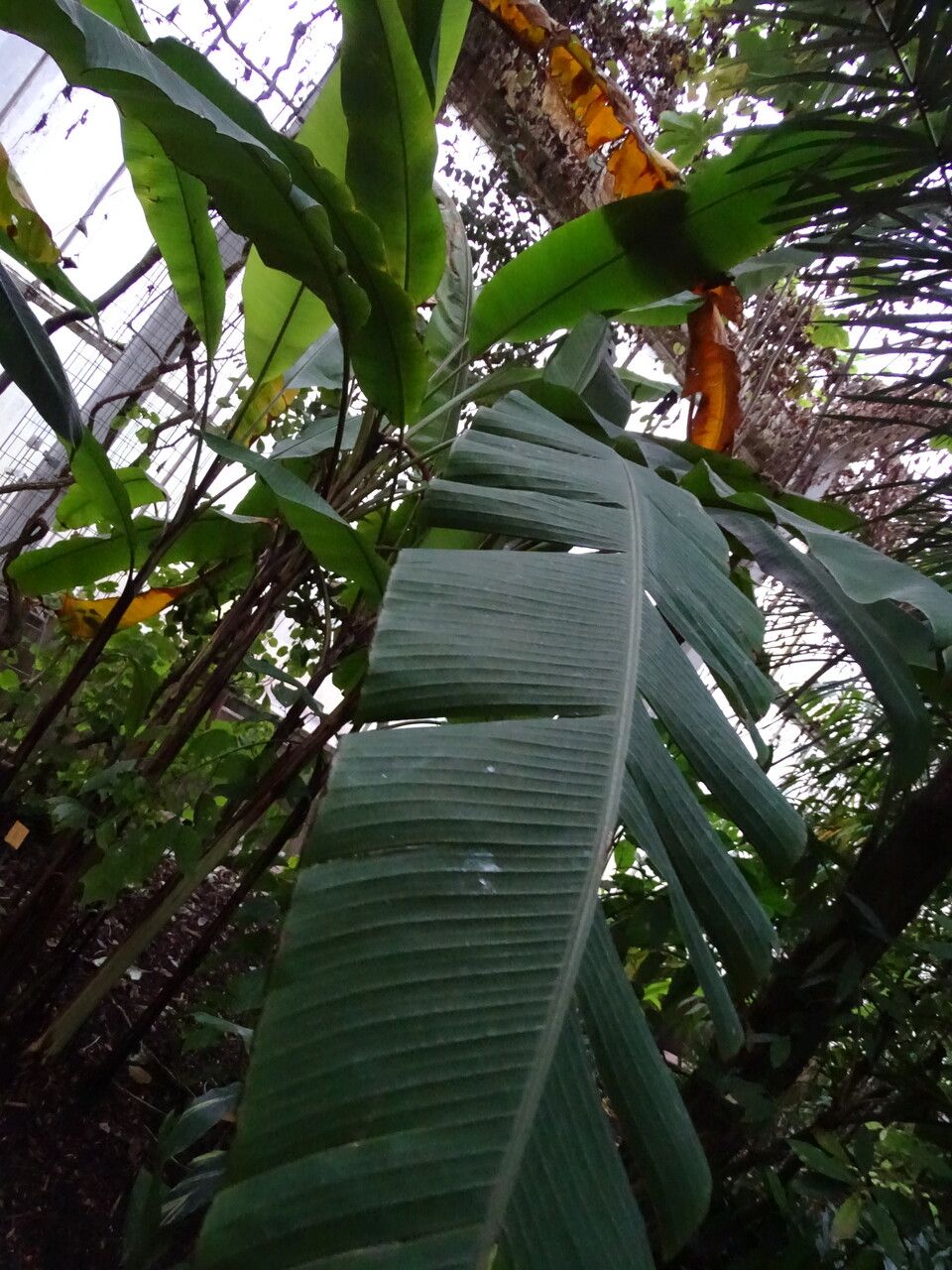 Musa mannii leaf