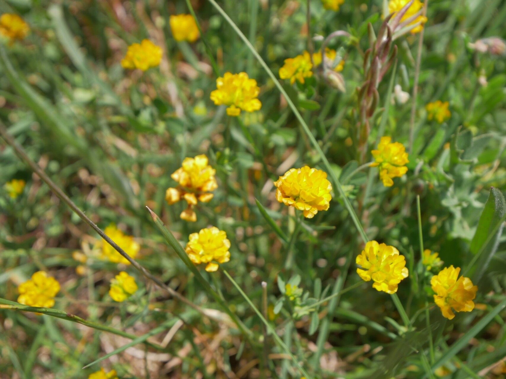 Trifolium brutium — houseplant care guide