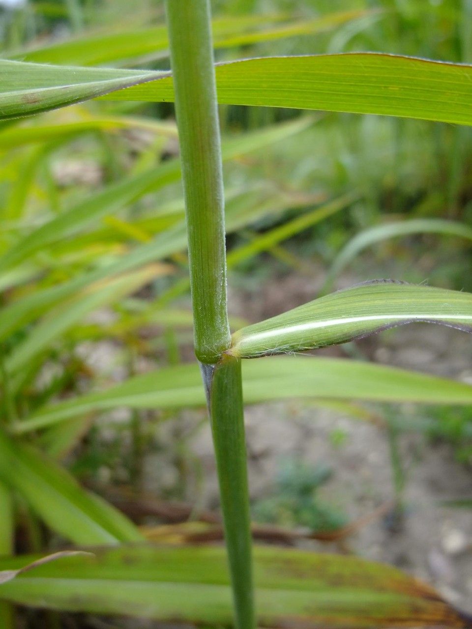 Spodiopogon sibiricus bark