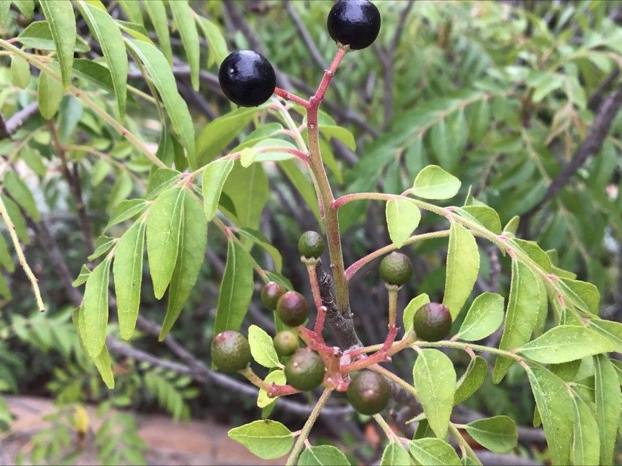 Clausena anisata fruit