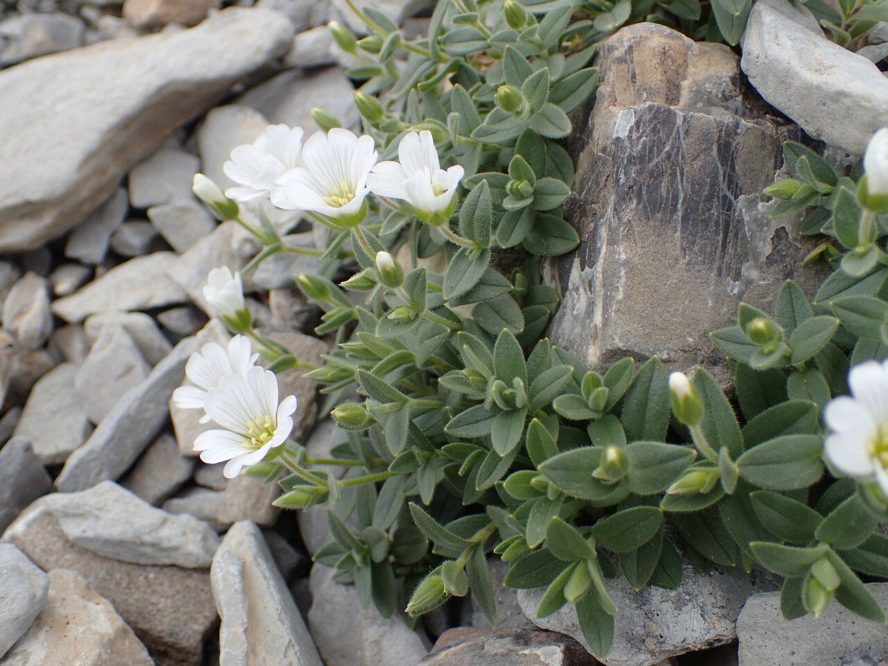 Cerastium latifolium habit
