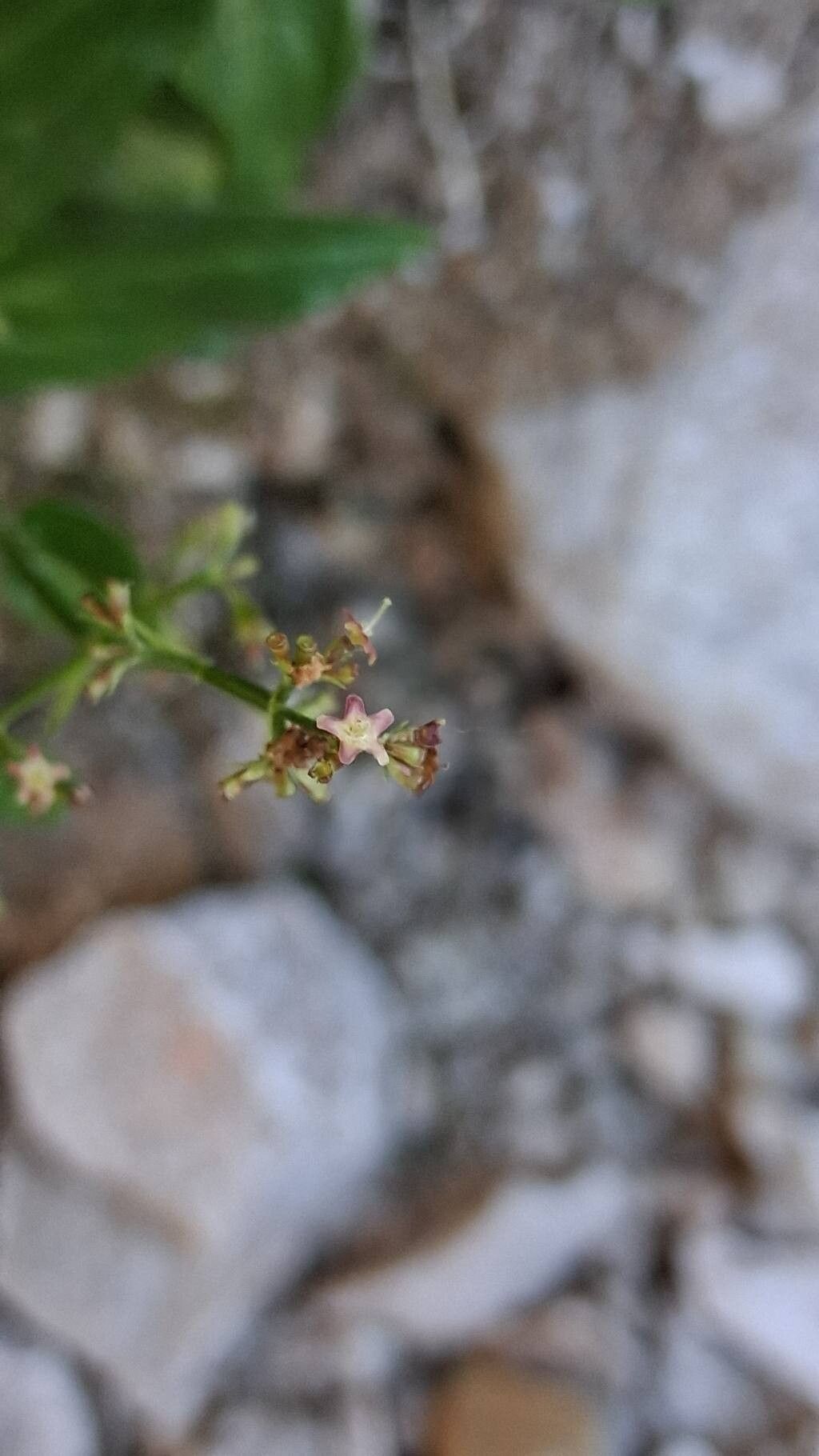 Valeriana elongata flower