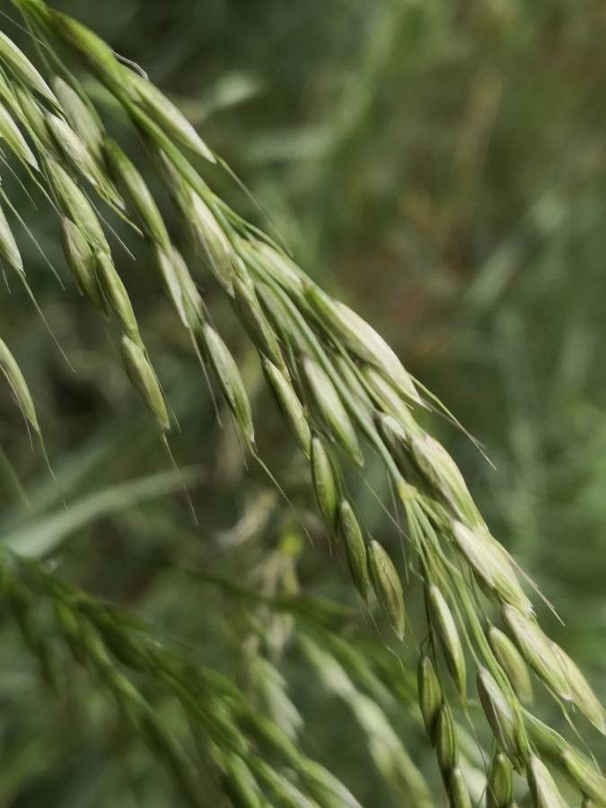 Bromopsis ramosa flower