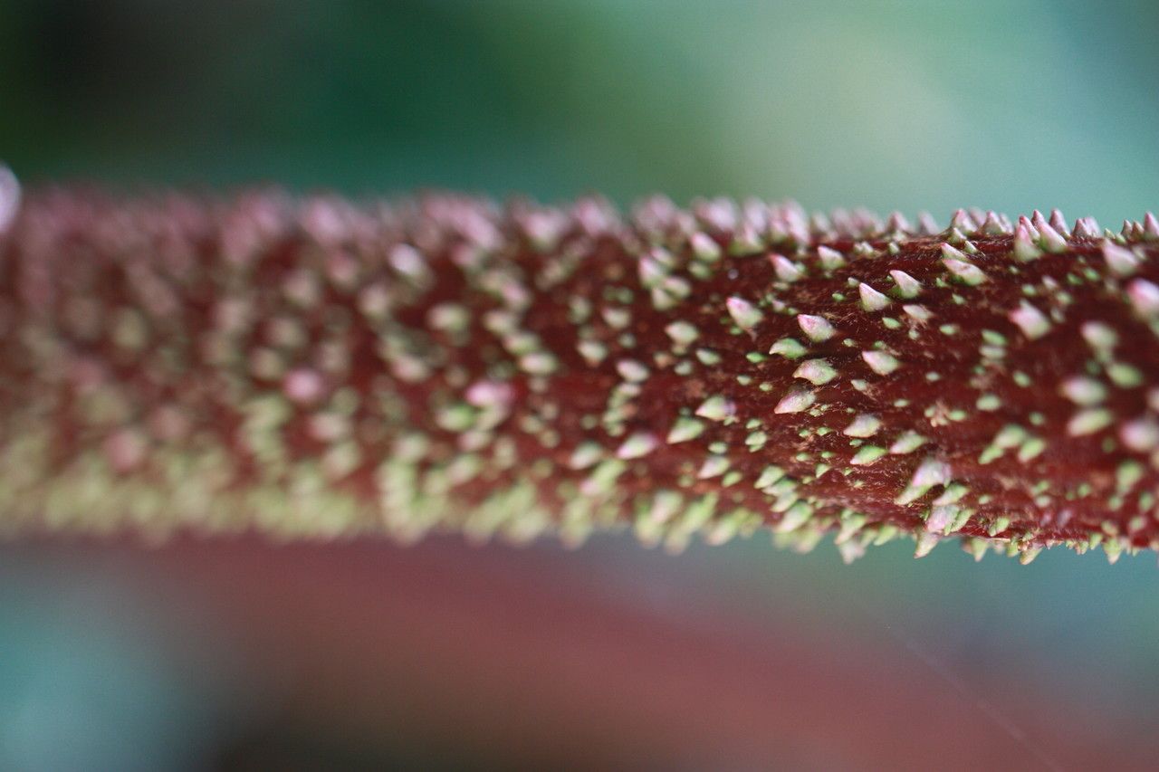 Gunnera insignis bark