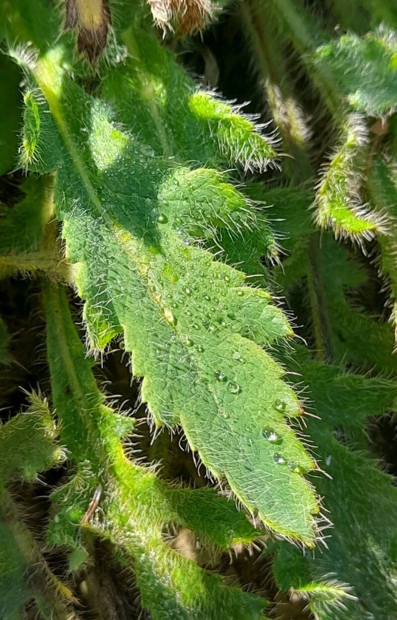 Papaver olchonense — search result for 'Papaver'