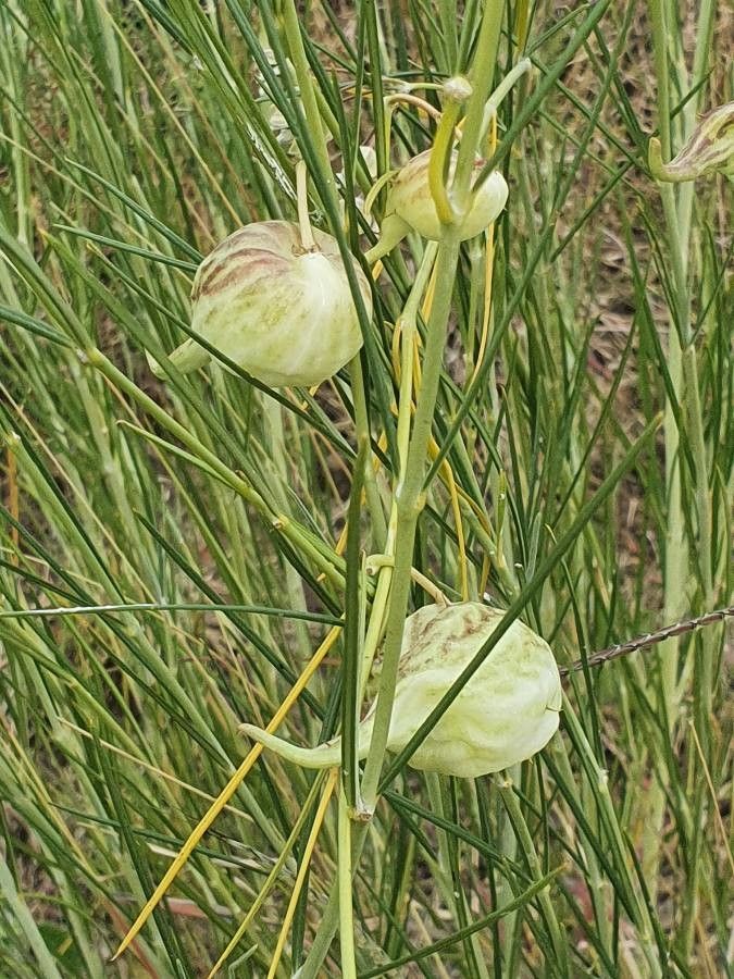 Gomphocarpus integer fruit