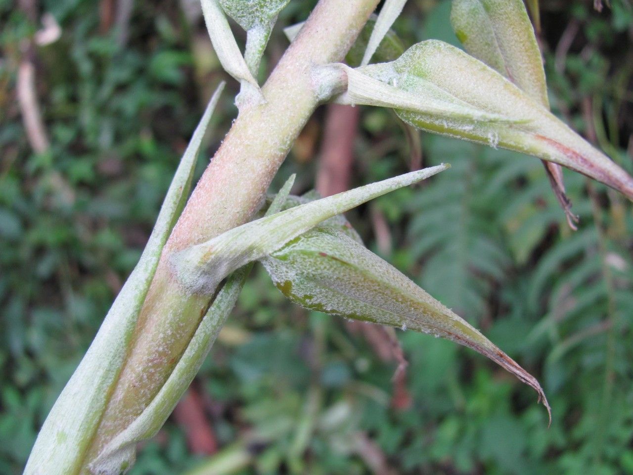 Pitcairnia megasepala bark