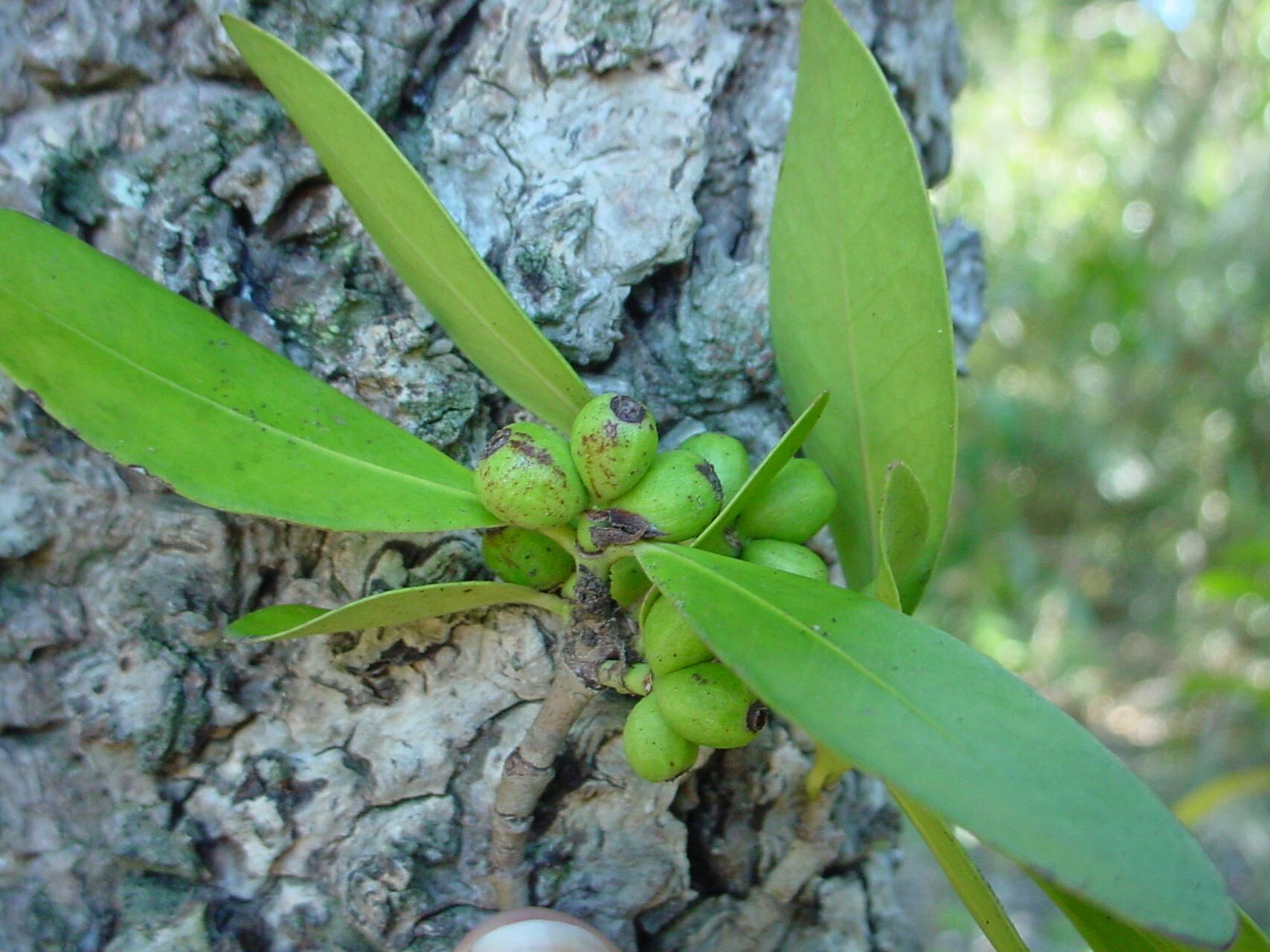 Ixora oligantha fruit