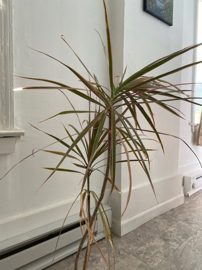 Dracaena spp. — search result for 'Dracaena'