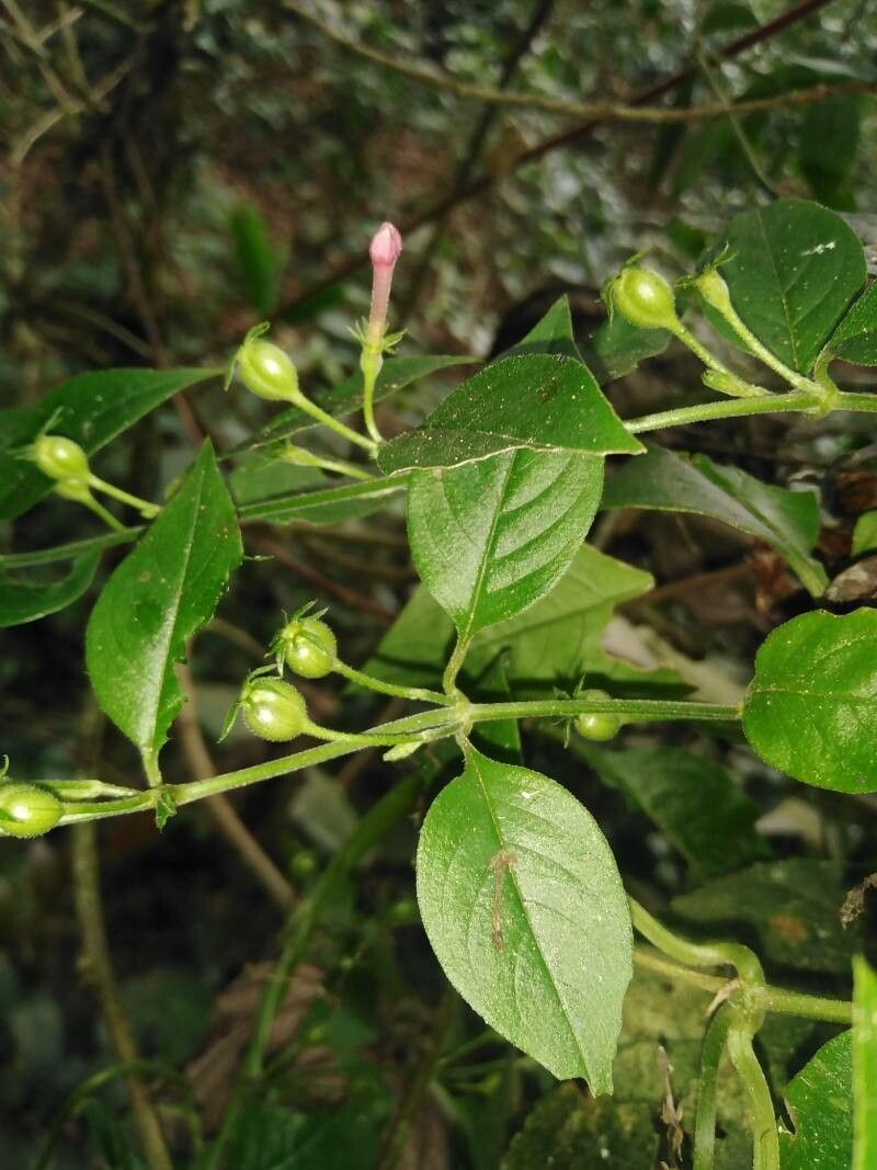 Manettia reclinata — houseplant care guide