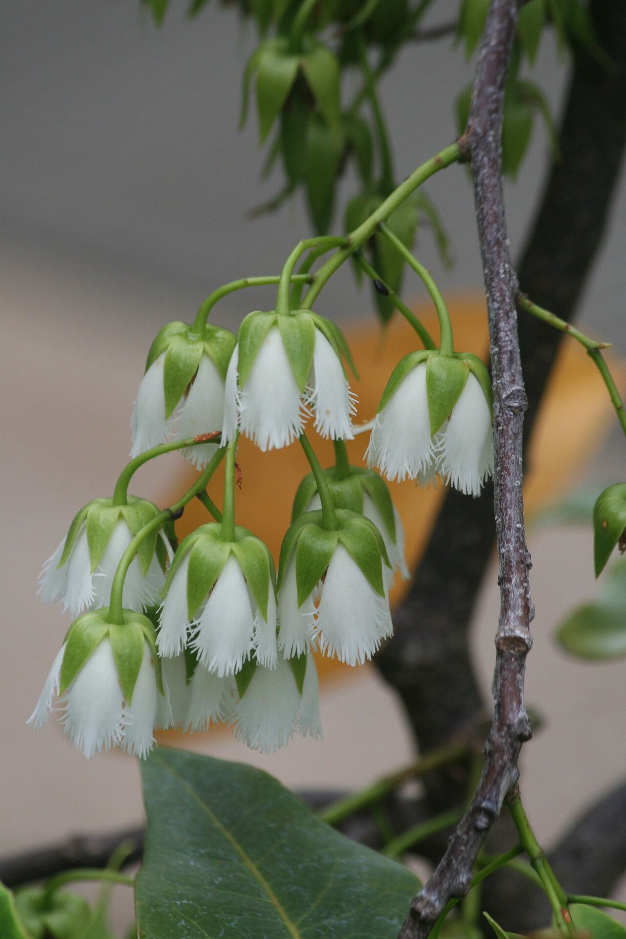 Elaeocarpus bojeri flower