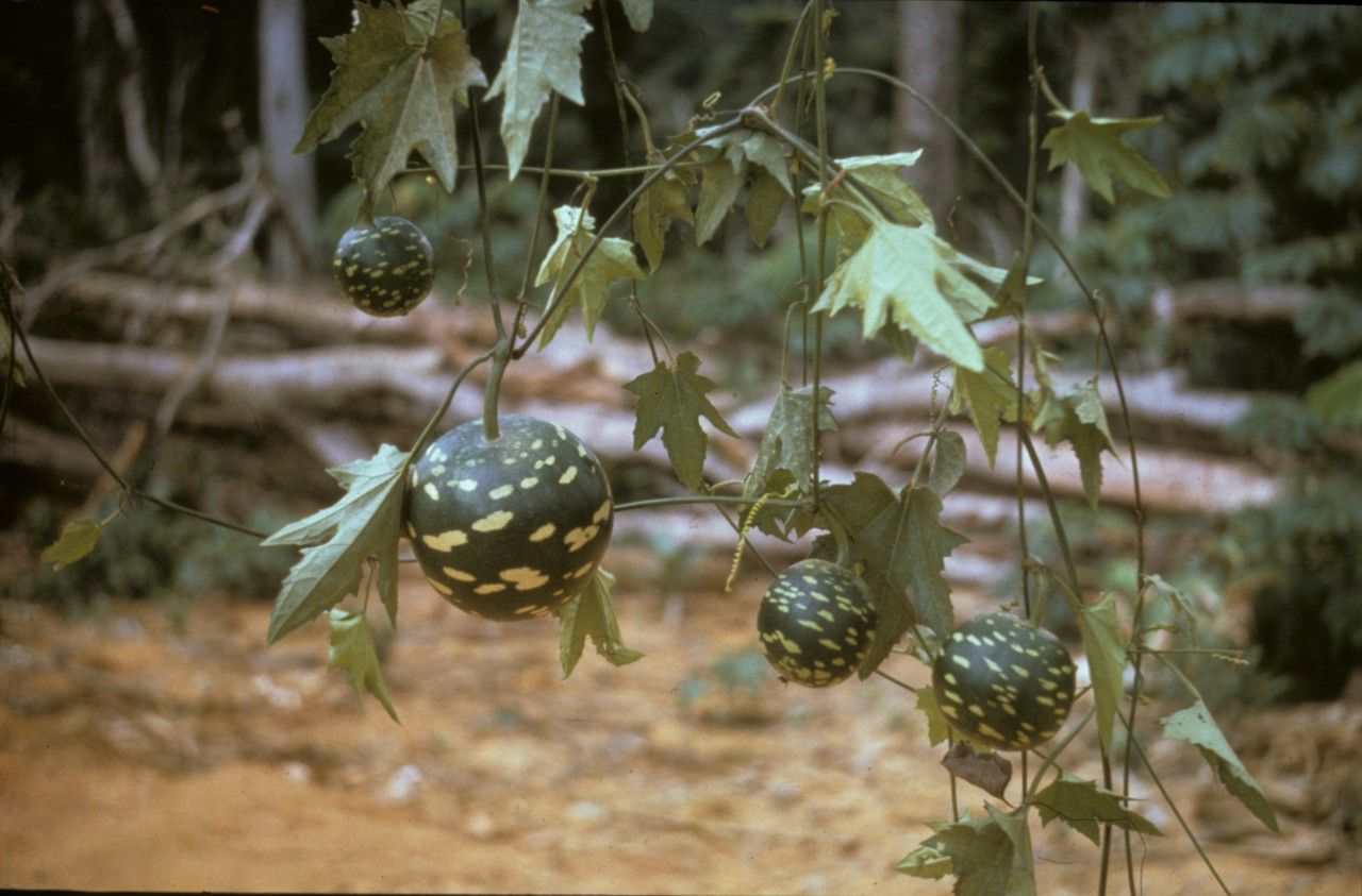 Lagenaria breviflora fruit