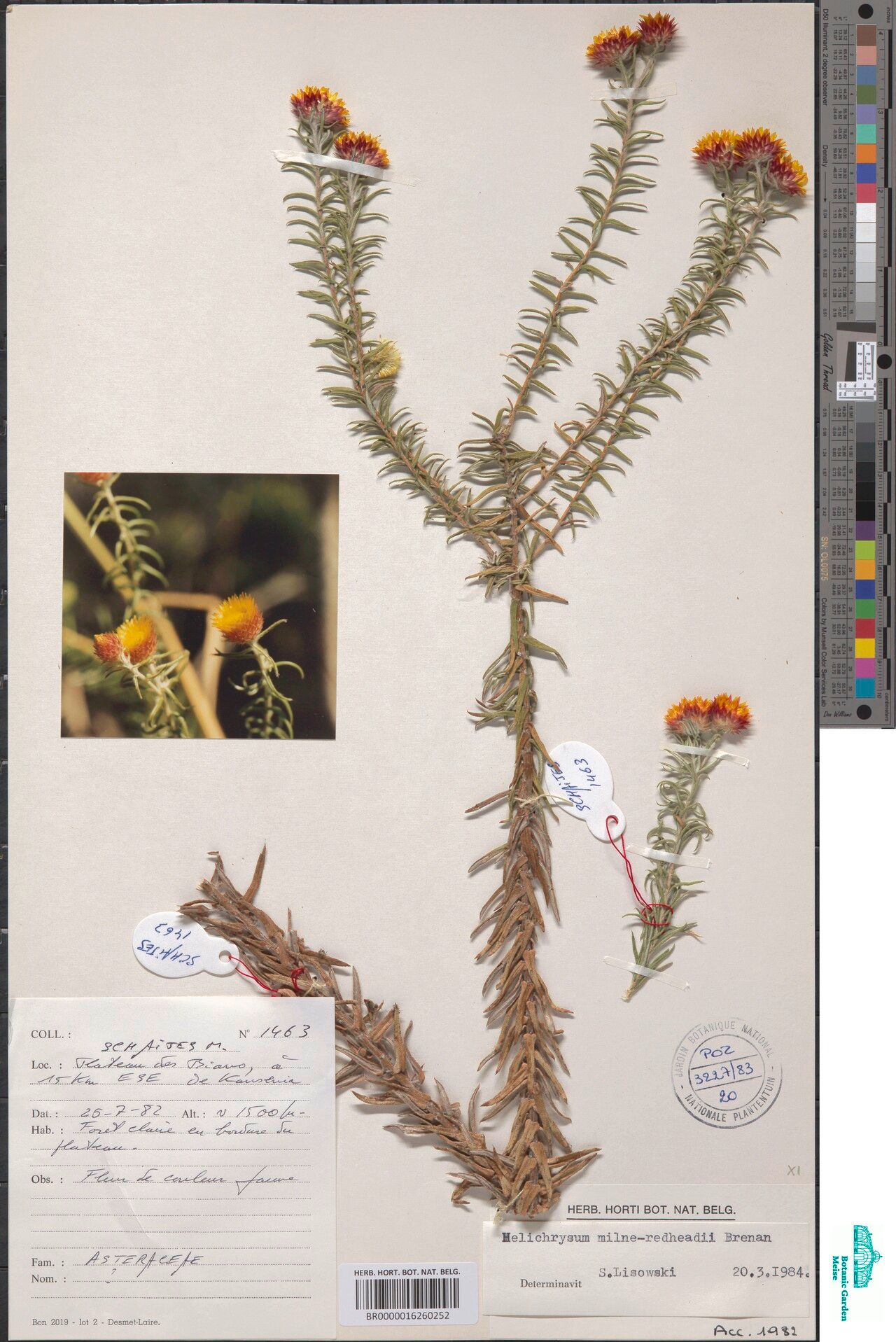 Helichrysum milne-redheadii — search result for 'Helichrysum'