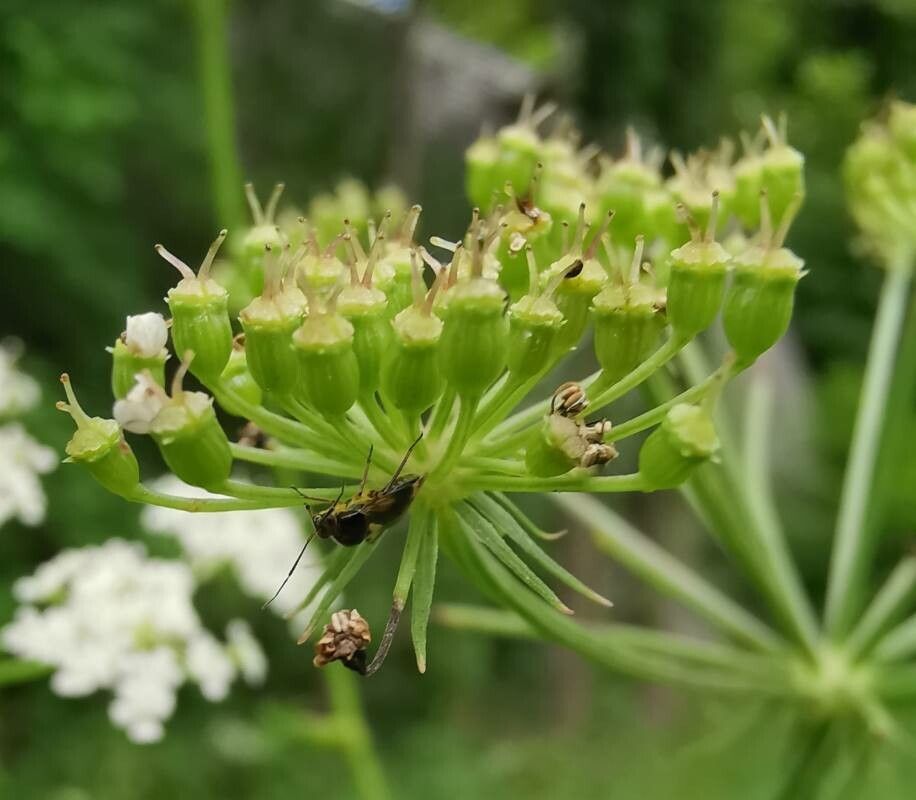 Oreoselinum nigrum fruit