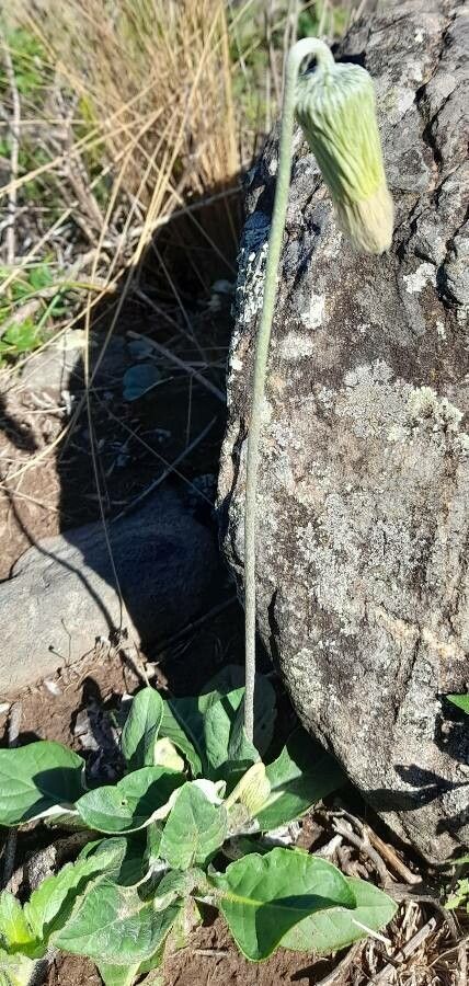 Chaptalia integerrima habit