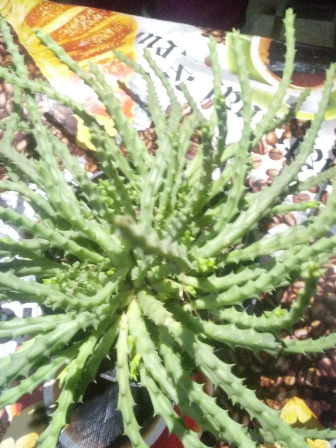 Huernia insigniflora