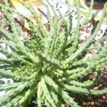 Huernia insigniflora