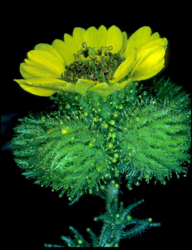 Holocarpha macradenia — houseplant care guide