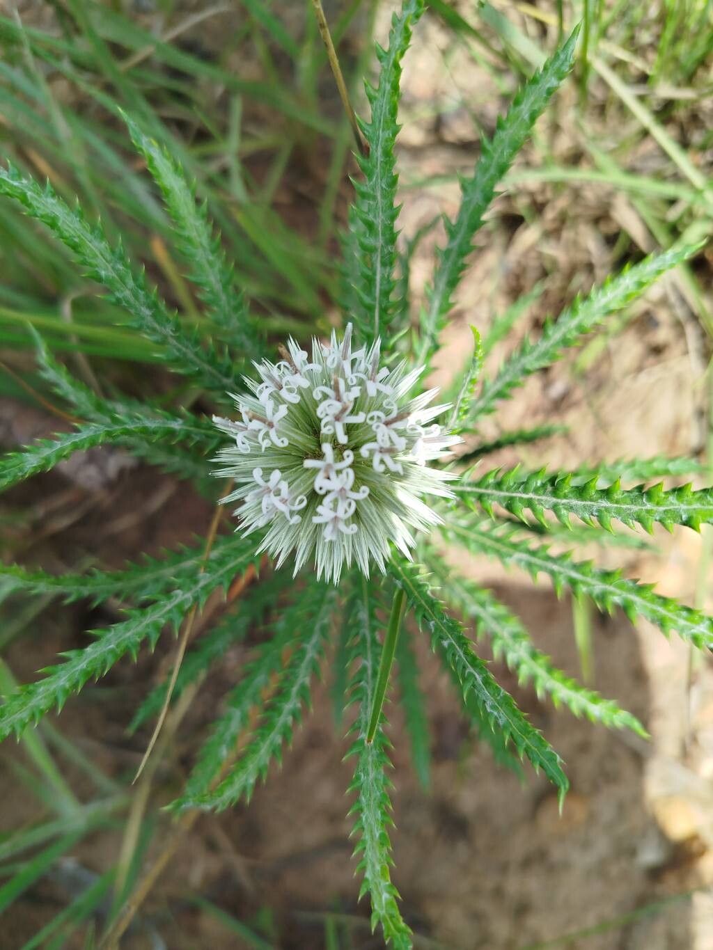 Echinops longifolius — search result for 'Echinops'