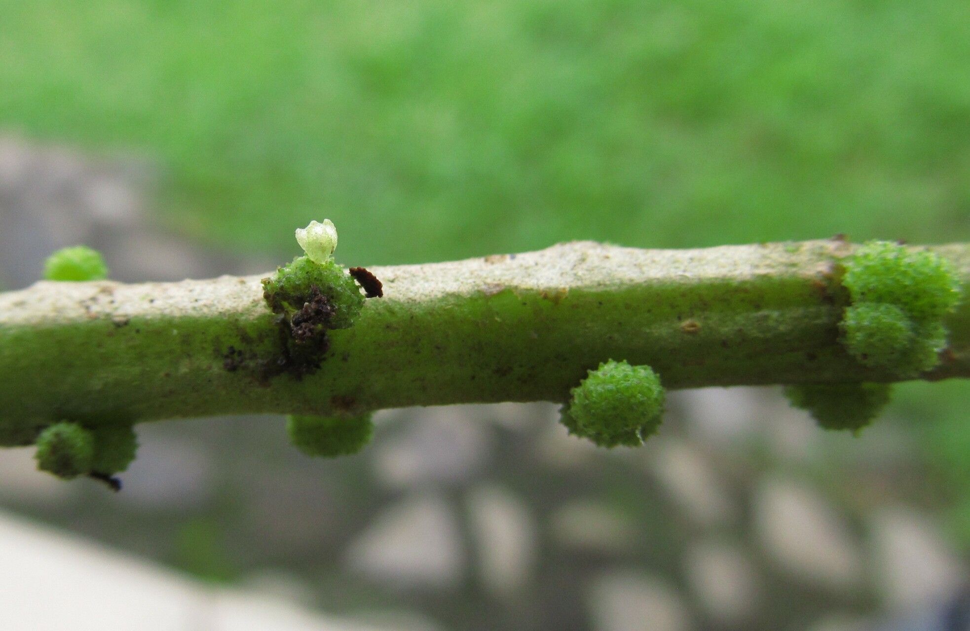 Procris crenata flower