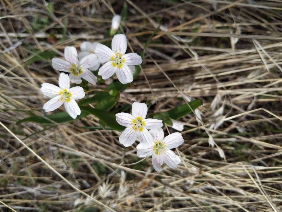 Claytonia lanceolata — related species from the same genus