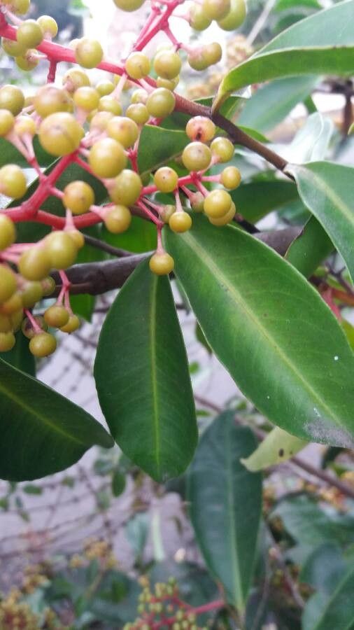 Miconia mirabilis fruit