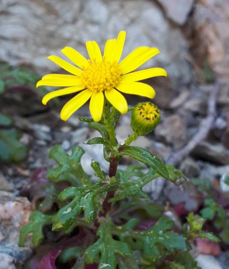 Senecio leucanthemifolius flower