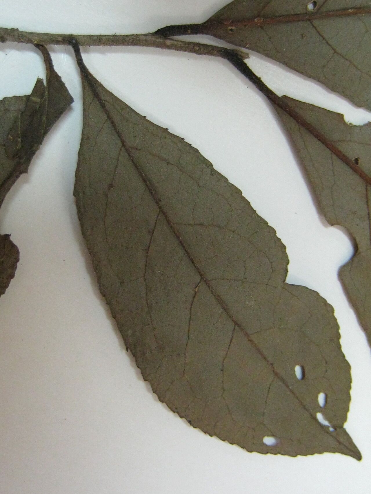 Symplocos martinicensis other