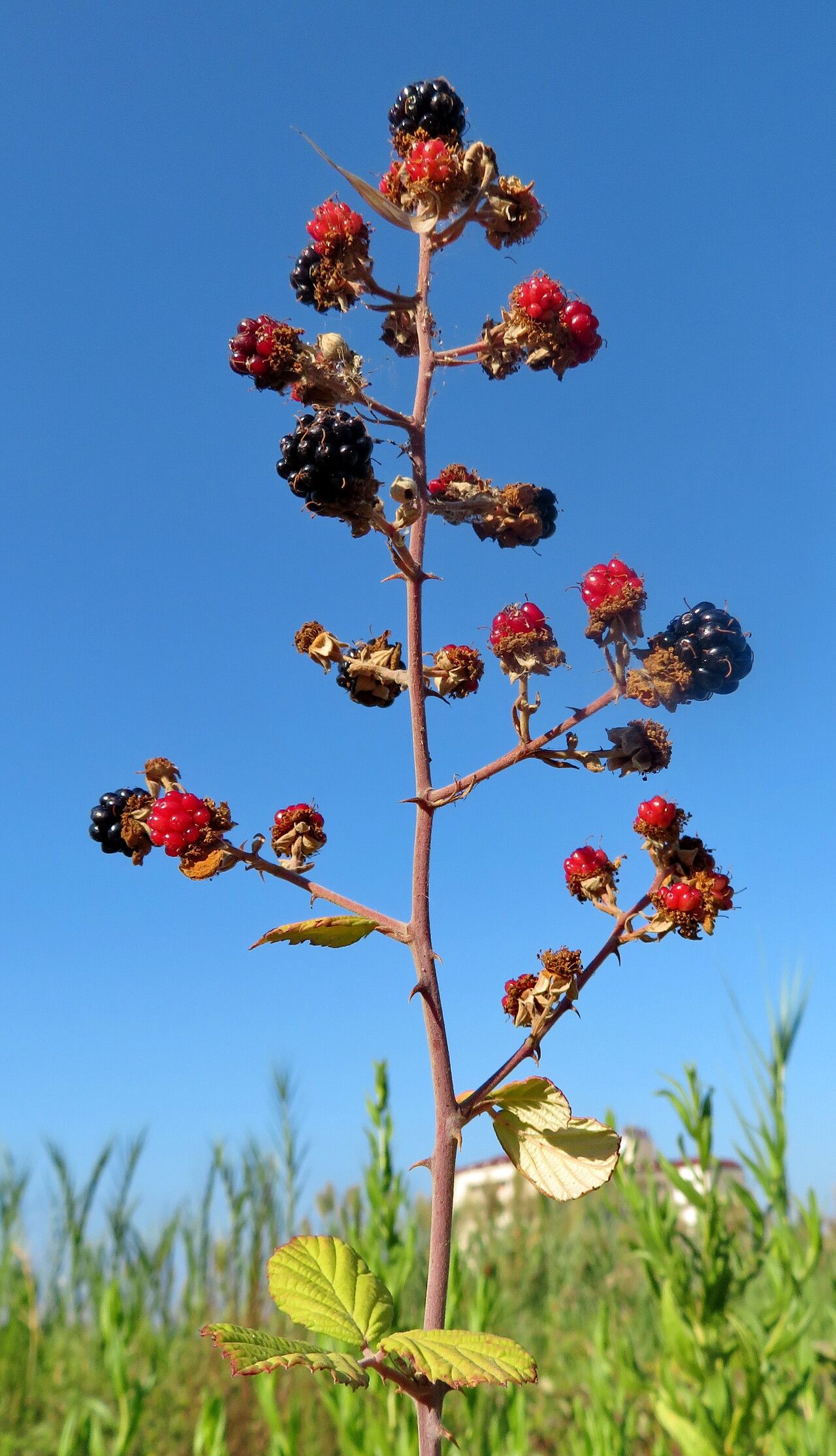 Rubus sanctus fruit
