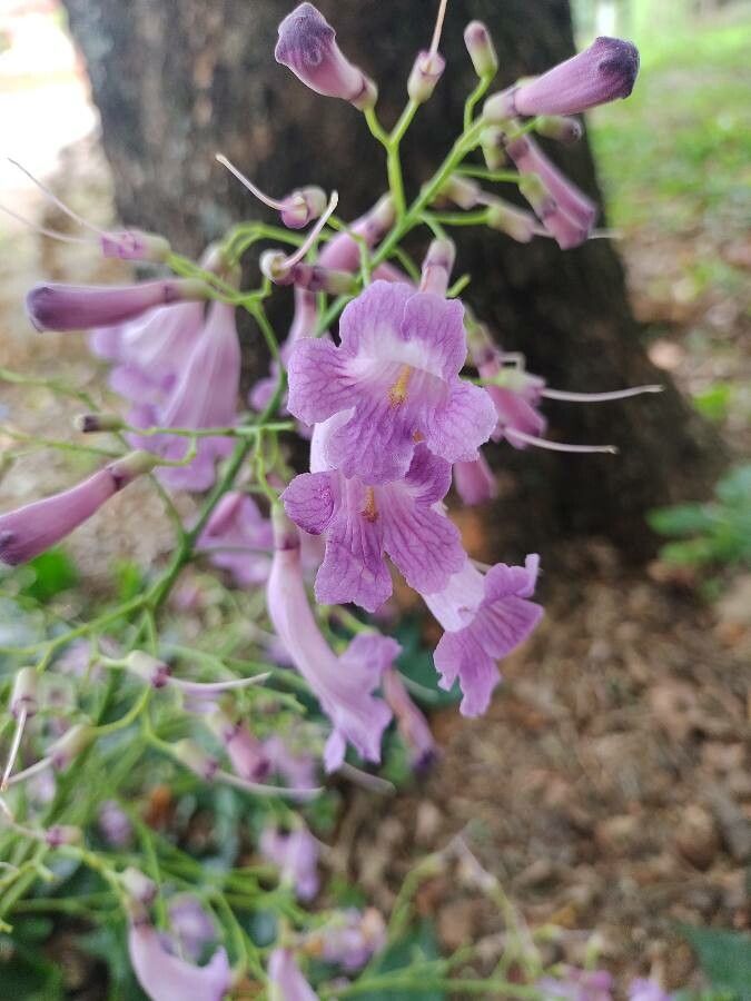 Jacaranda macrantha flower