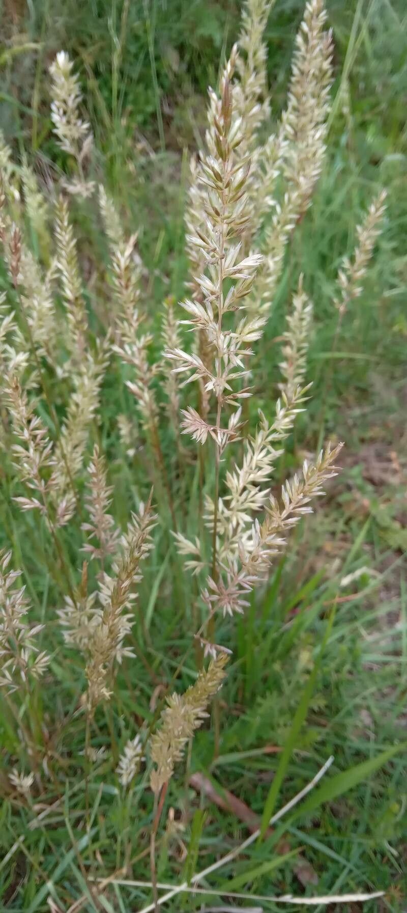 Koeleria pyramidata flower