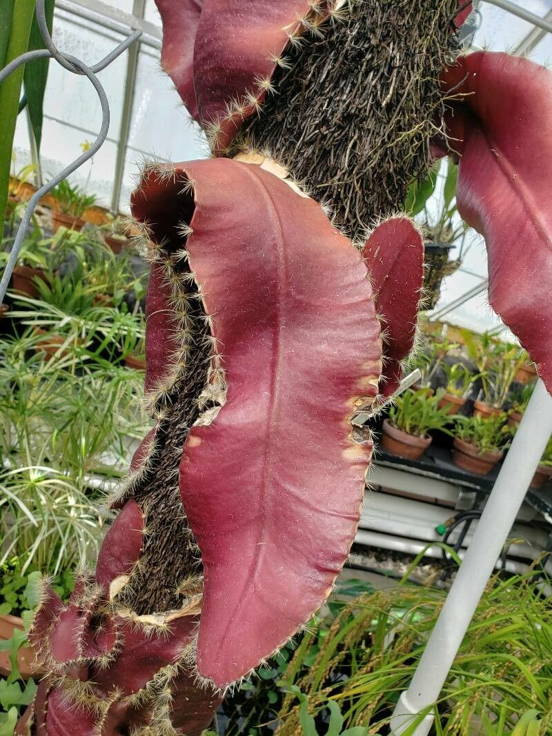 Selenicereus wittii — search result for 'Selenicereus'