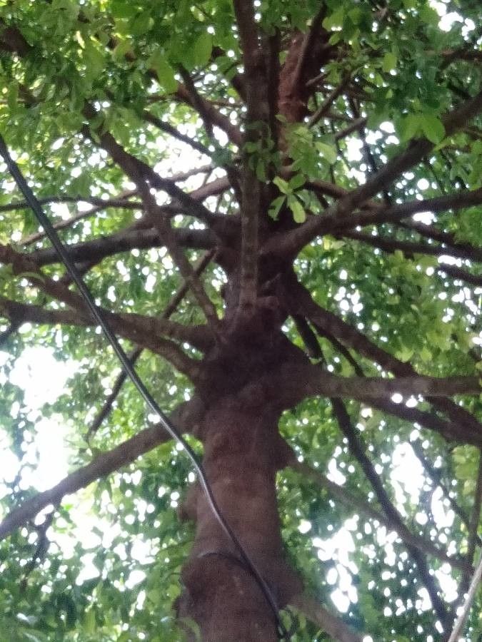 Garcinia binucao habit