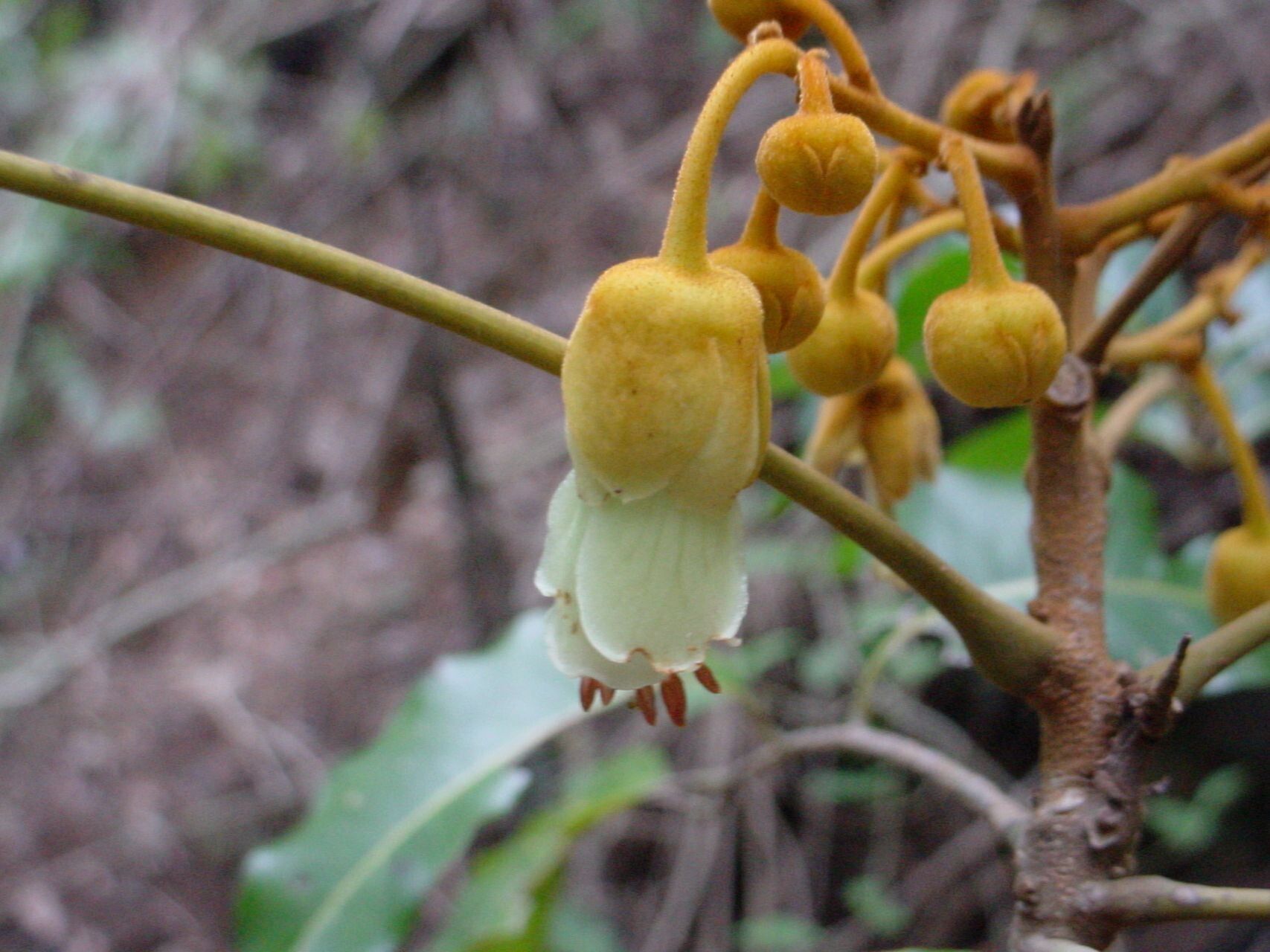 Harpullia austrocaledonica — related species from the same genus
