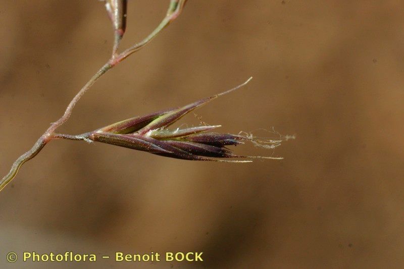 Festuca auquieri fruit