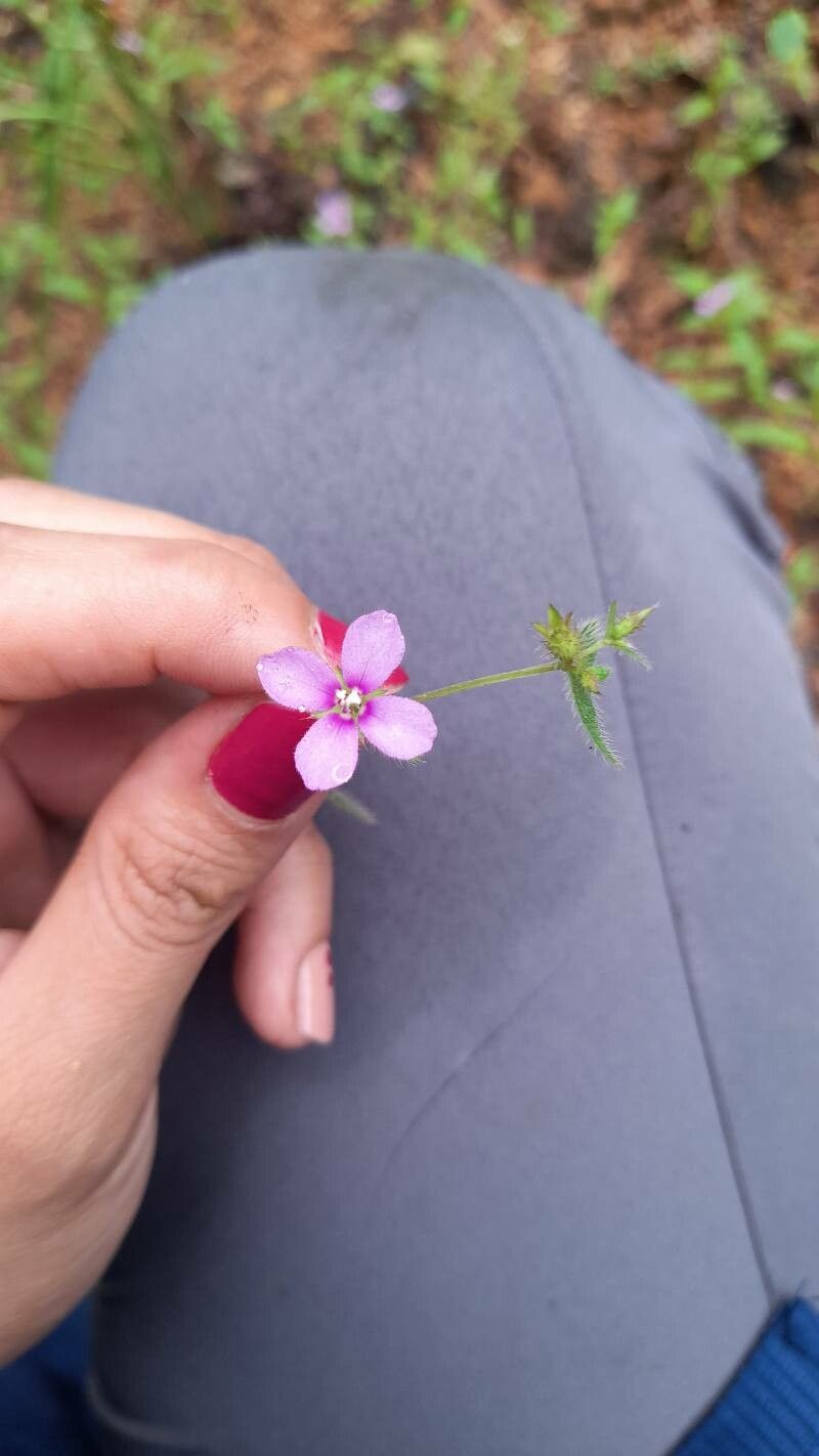 Schwackaea cupheoides flower