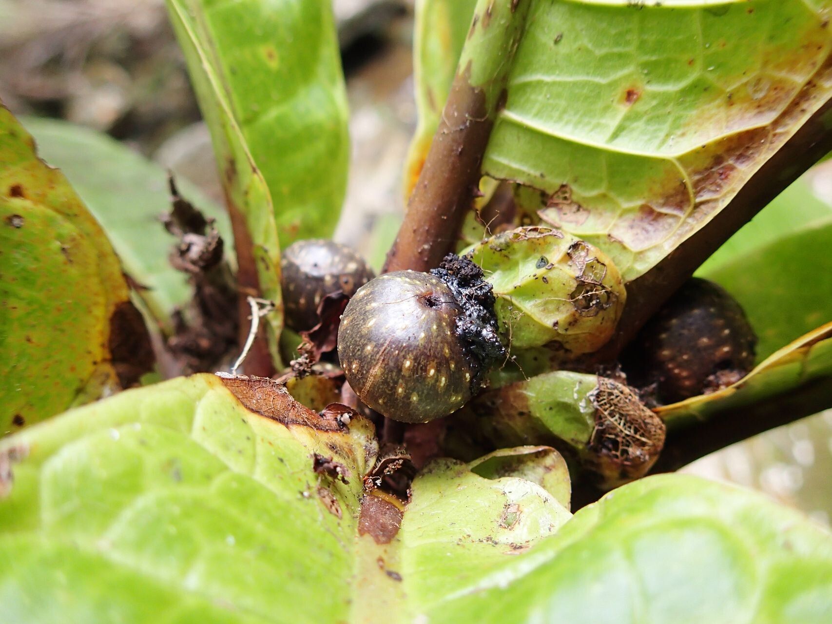 Ficus otophora fruit