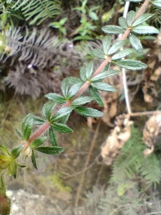 Bauera rubioides leaf