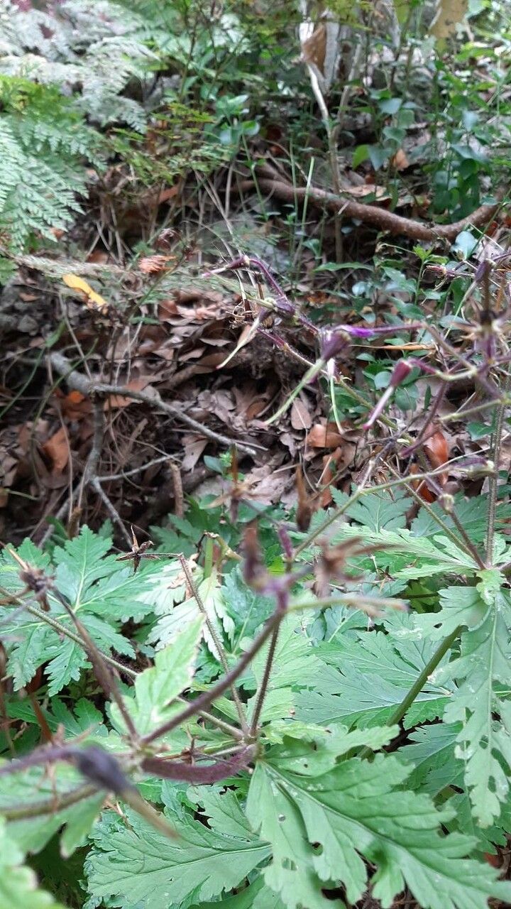 Geranium reuteri fruit